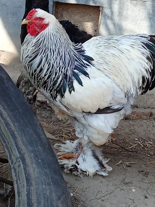 Oua gaini brahma herminat deschis