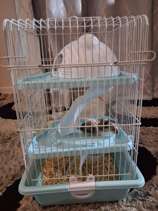 Мышь пятнистая, с клеткой