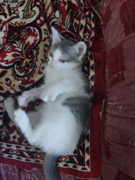Отдам котят в добрые руки