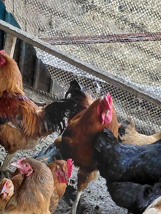 Петухи.       әтештер