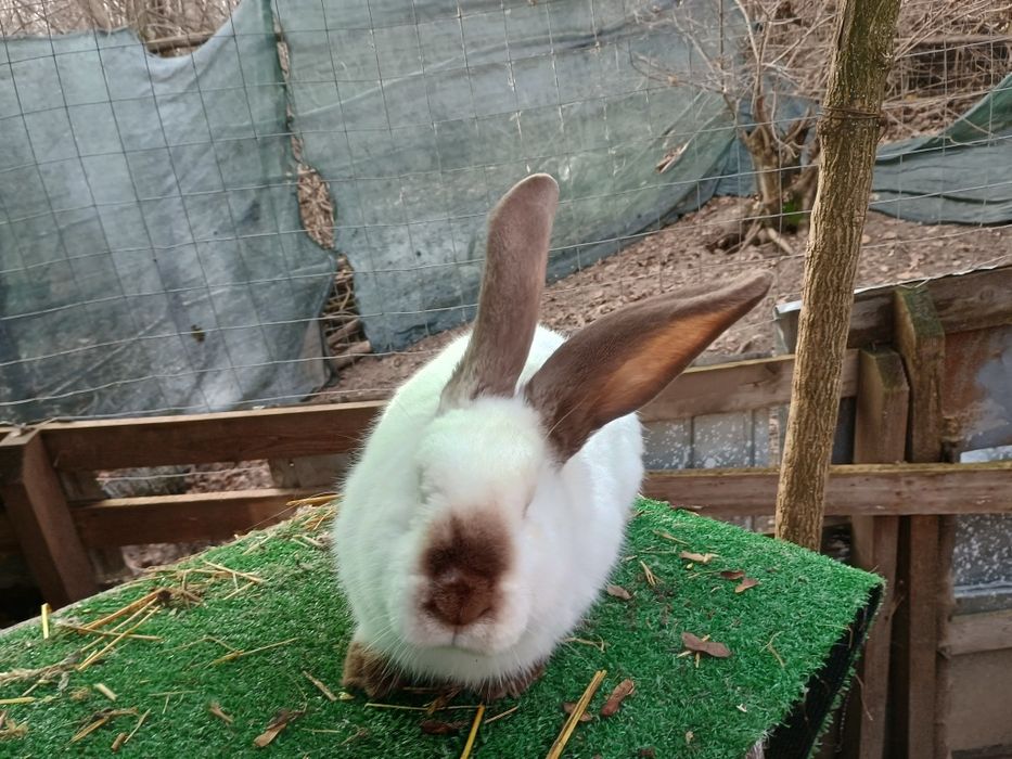 De vânzare iepurași UT