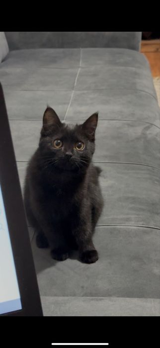 Кошечка даром в хорошие руки)