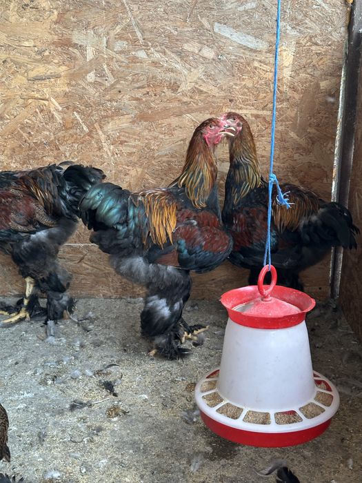cocosi brahma potarnichiu si lemon