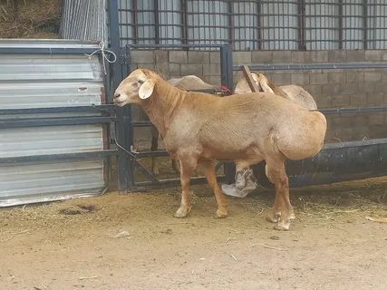 Продам барана Гиссар порода отличная находится в городе в районе Кск