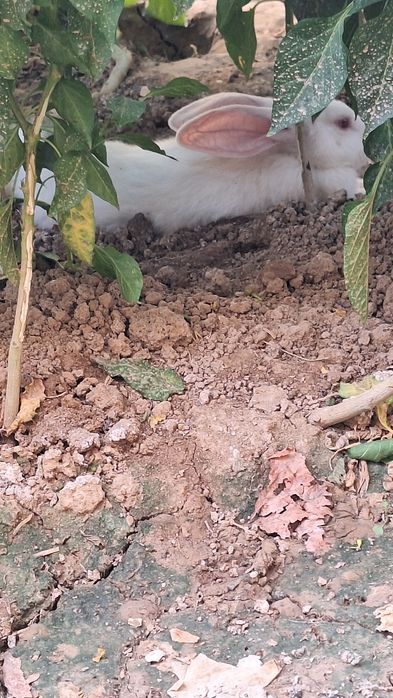 Quyon sotiladi zotdor quyon katta bb ketadi