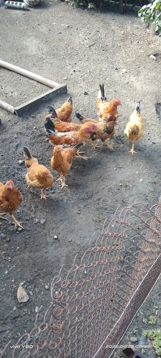 Продам молодых куриц и петухов
