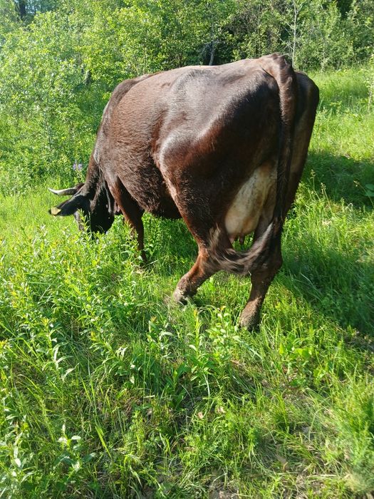 Vand vaca si juninca