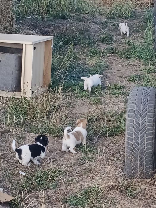 Donez cățeluși talie mica