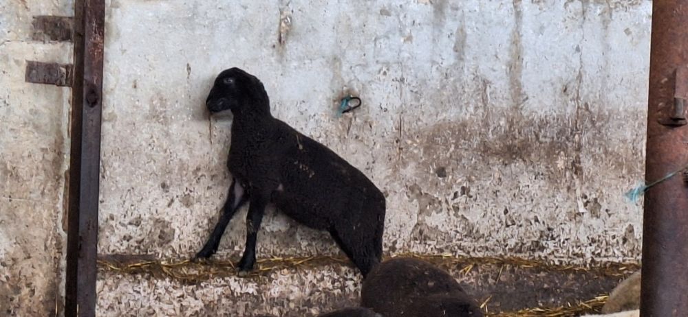 Малки агнета 15 20 килограма варненско