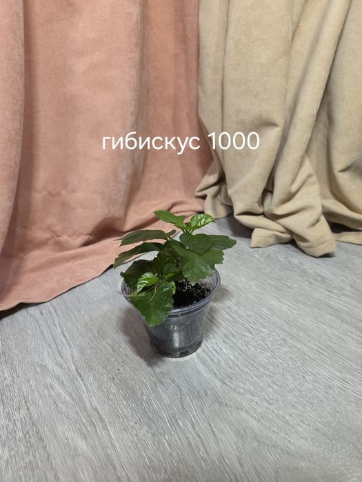 Комнатные растения