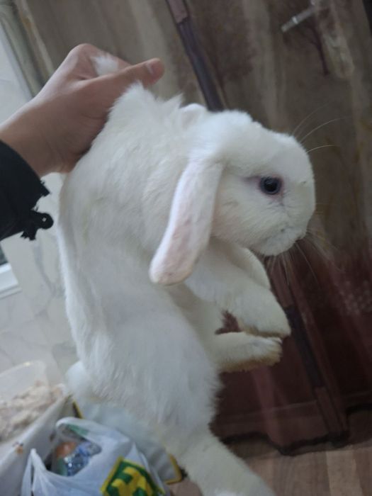 Karlik baran  soĝlom  oĝil bola