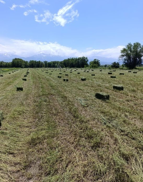 Продам люцерну сено