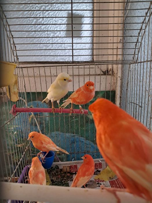 Продавам канарчета