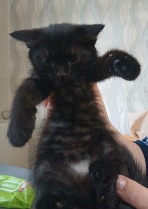 Раздаю котят бесплатно