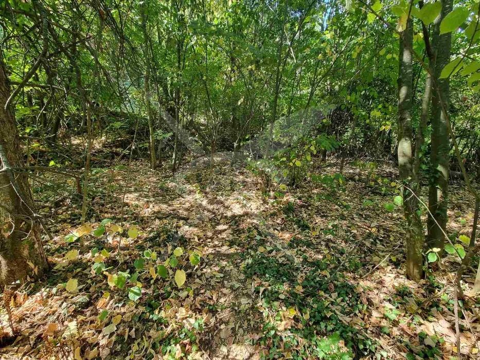 Продава се Парцел в с. Бачково, Област Пловдив - 529 кв.м за 18 €/кв.м - Снимка #2