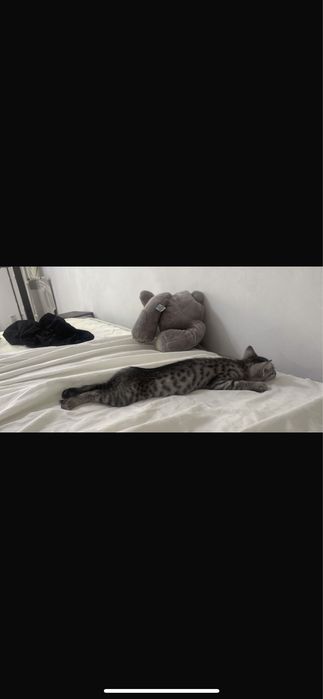 Отдадим котенка в хорошие руки