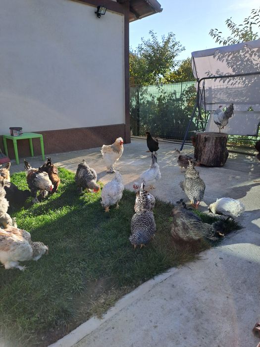 Vând ouă pentru incubat
