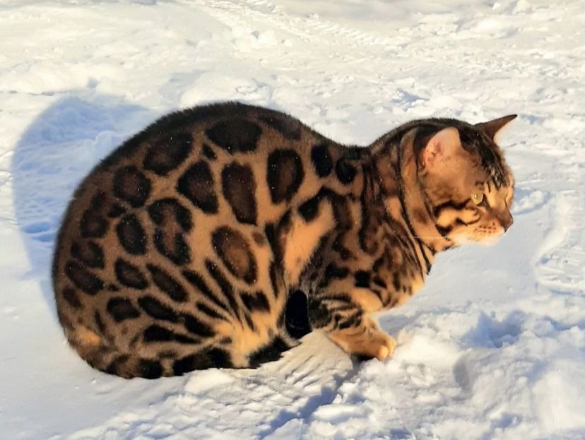Бенгальский кот. С документами. Вязка .