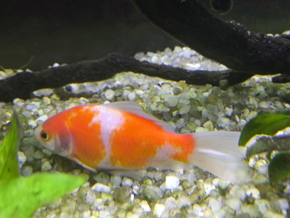 Рыбки в аквариум золотая комета