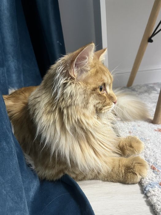 Менкум кошка цена:90000