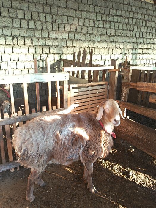 Арашан қўйлар сотилади