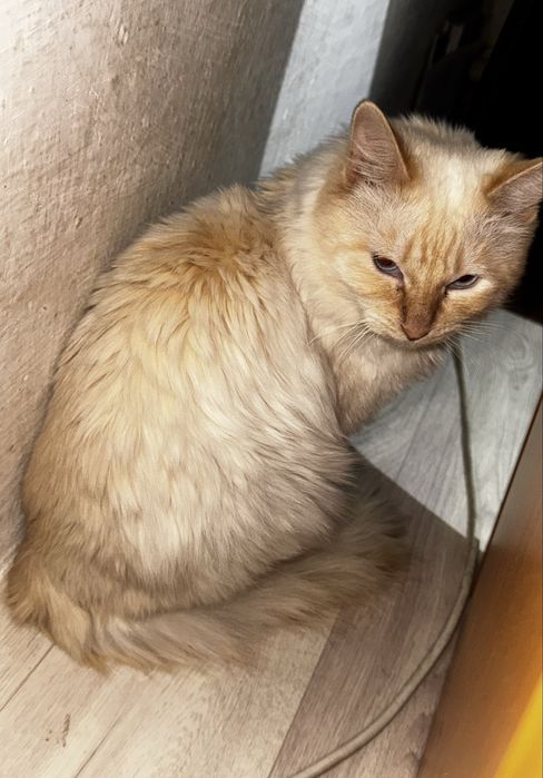 Продаётся красивый светлый кот