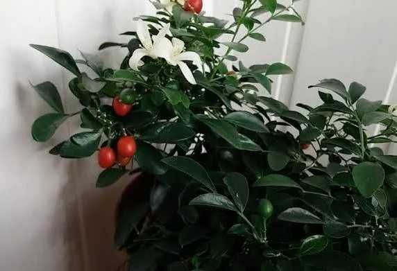 Мурайя - это  дерево японских Императоров