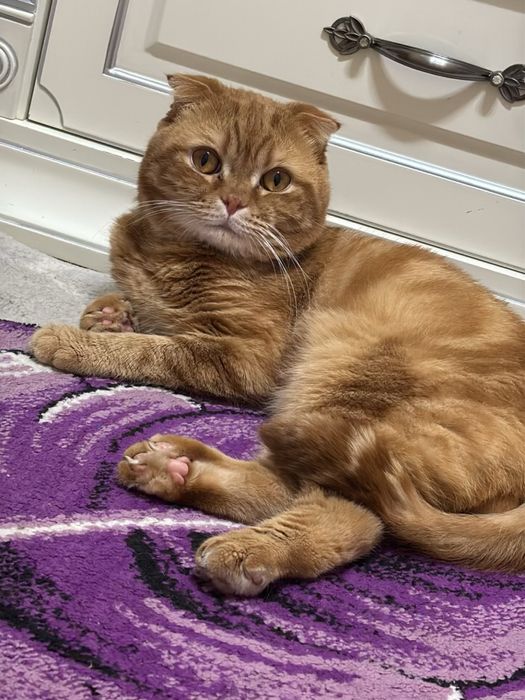 вислоухий кот срочно отдаем