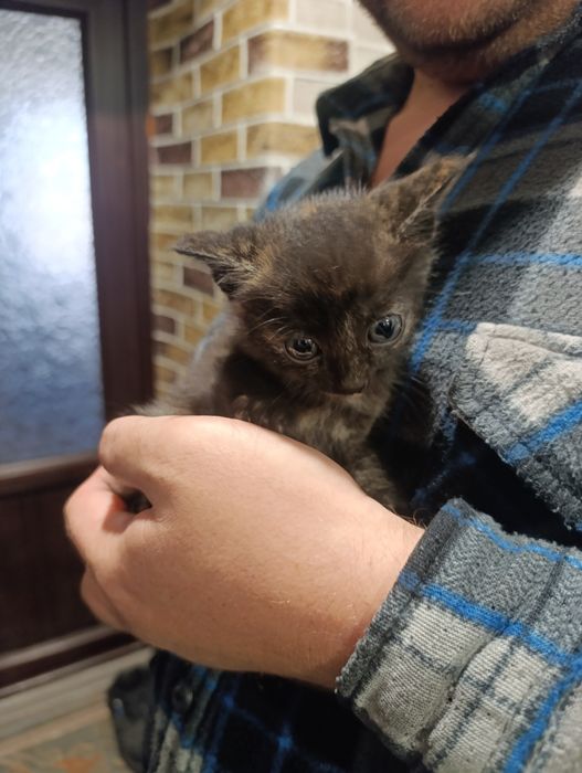 Отдам котенка одного месячного