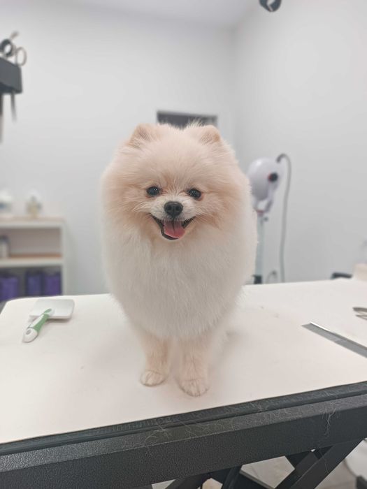 Груминг салон, цялостна грижа за домашни любимци