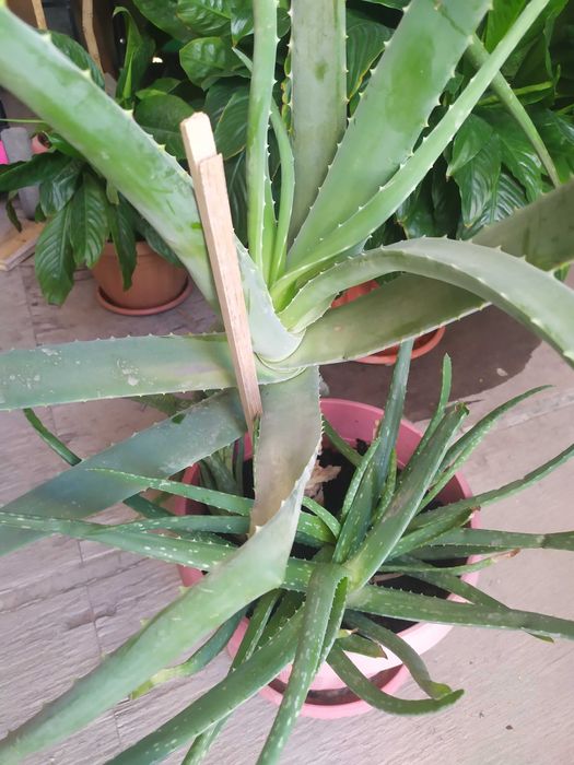 Продам алоэ Веру