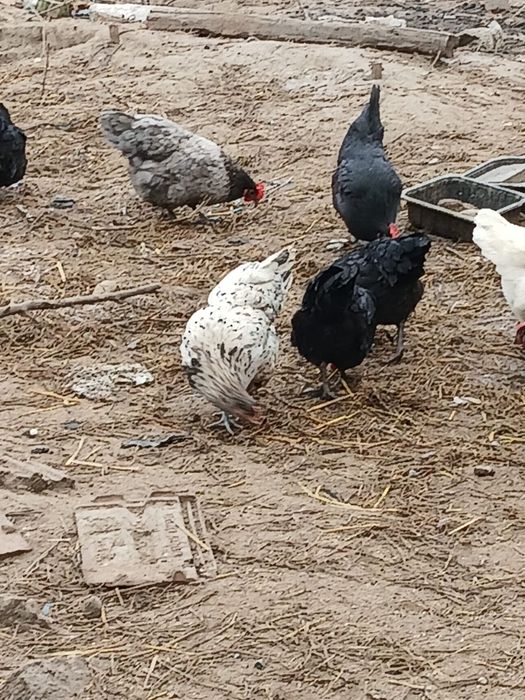 Oua pentru incubat astralorp