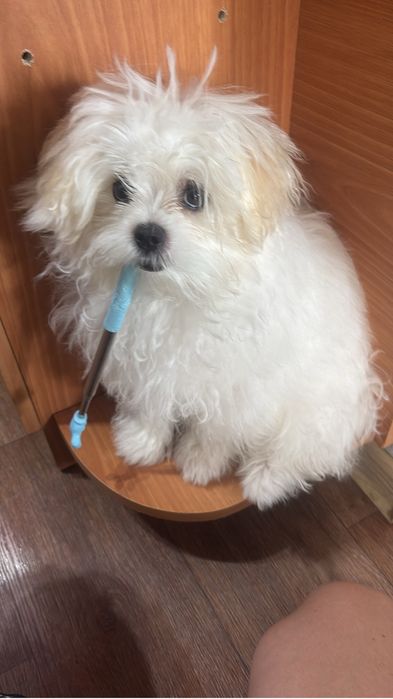 Ищем жениха нашей девочки