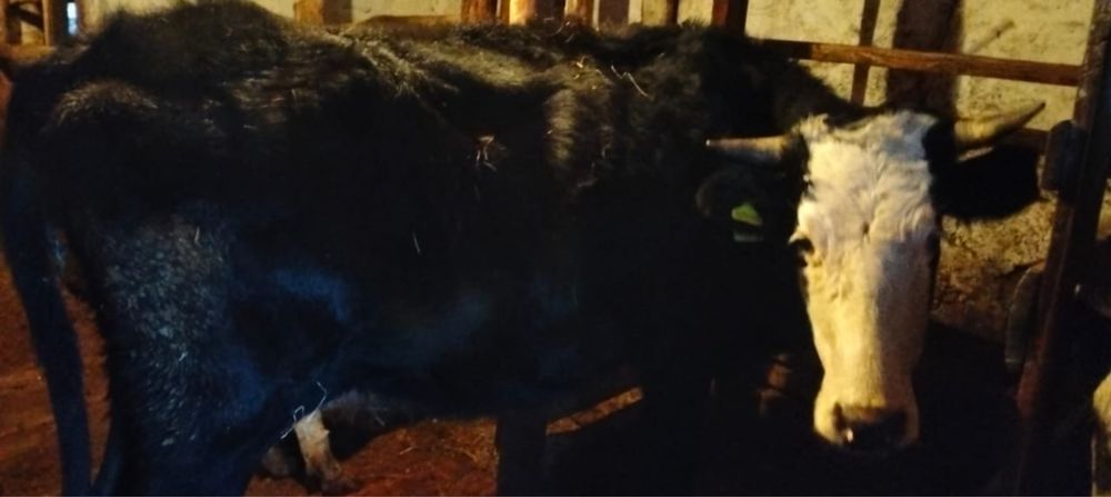 Продам корову бычка