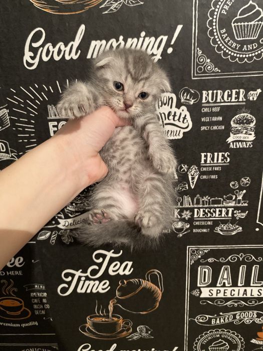 Шотландсике вислоухие девочки 50-40тыс есть небольш торг