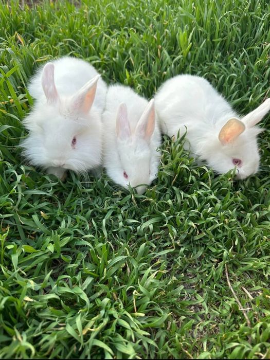 Декоративные  кролики