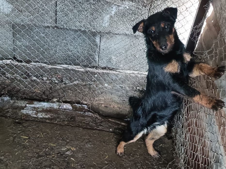 Продается ягтерер