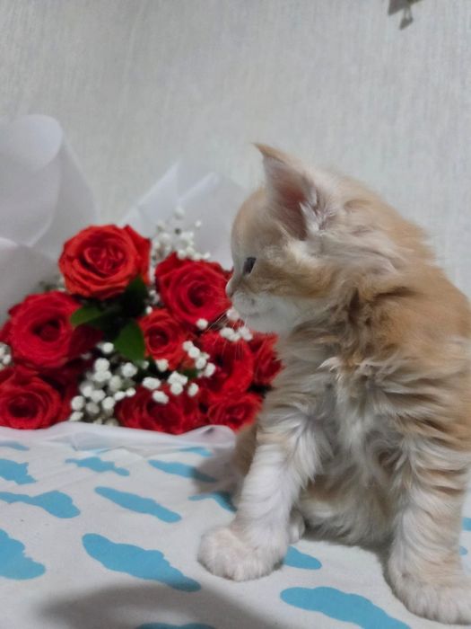 Котята Мейн-кун открыта бронь.