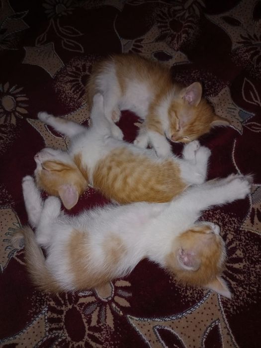 Отдам котят трое мальчиков