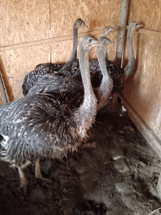 Struti cu varsta intre 3 si 5  luni