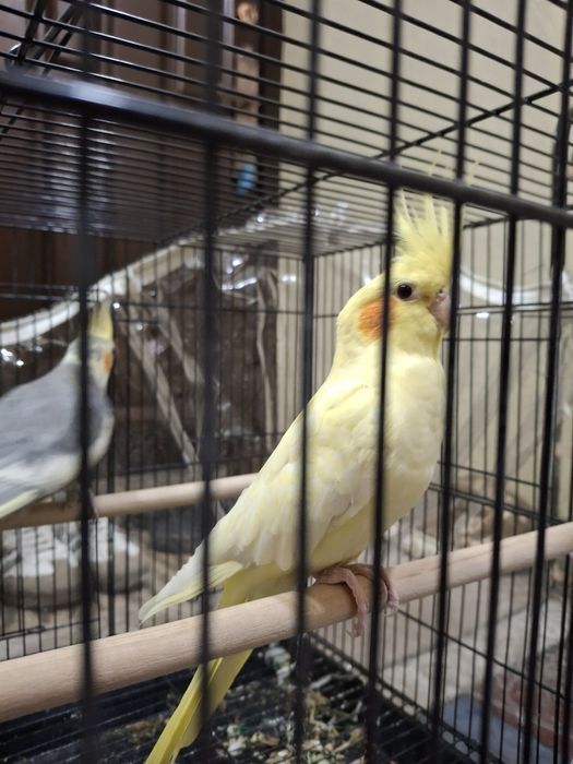 Карелла птицы продаётся