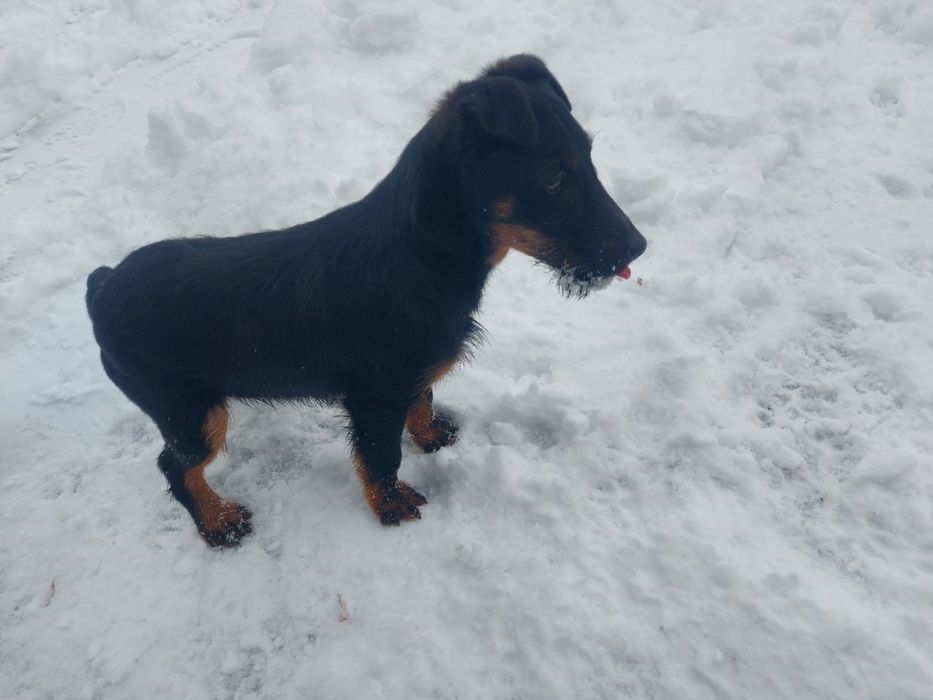 Ягдтерьер щенок Девочка