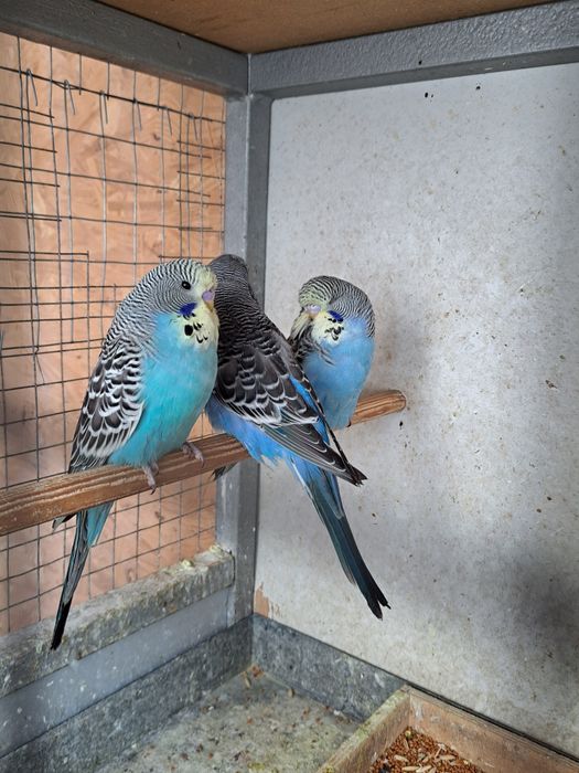 Выставочные попугаи!