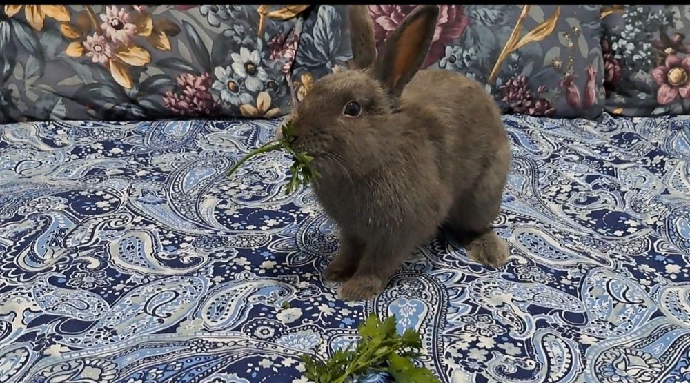 Vând iepure pitic+cusca+litiera si peleți