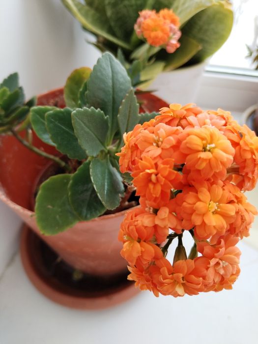 Цветы комнатные в горшке.