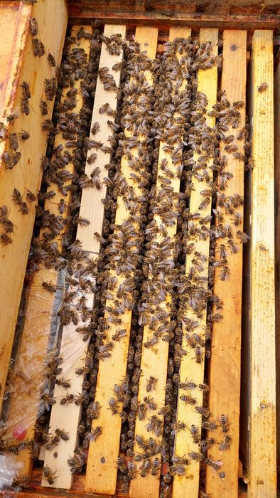 Familii de Albine de vânzare