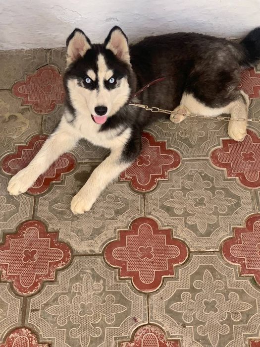 Сибирский хаски сотилади