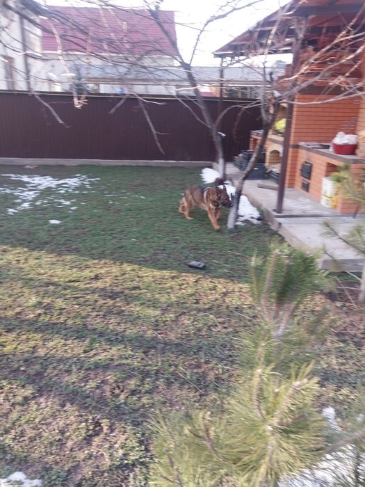 Продам собаку овчарка