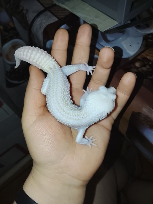 Эублефар самец супер сноу Альбина