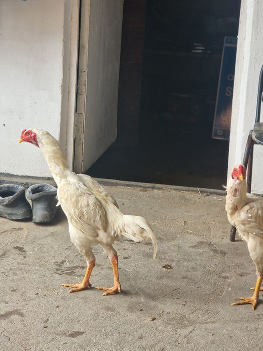 Петух  дакан белый